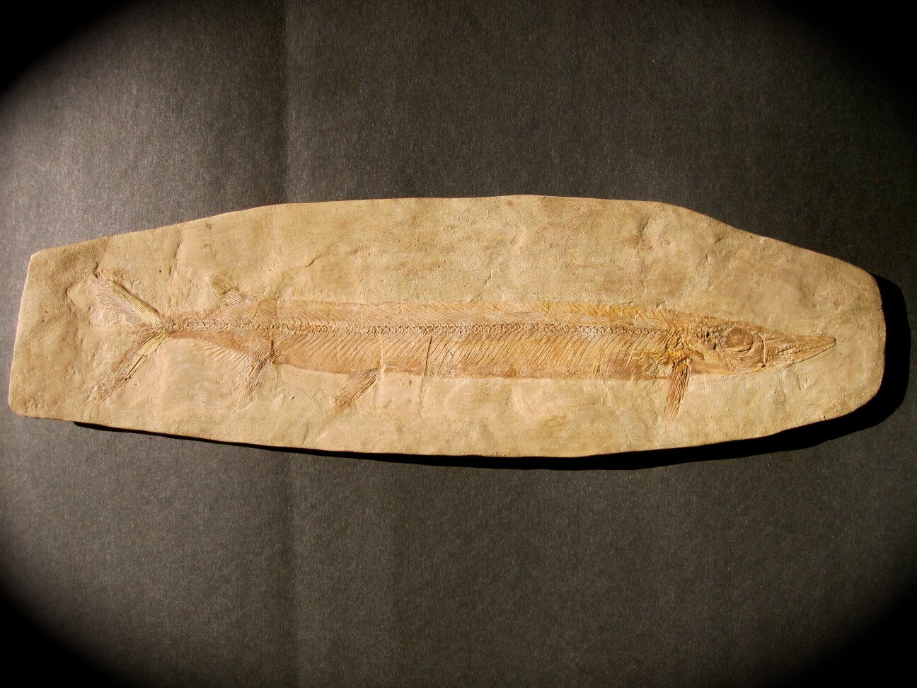Museum Holosteus Fish Fossil