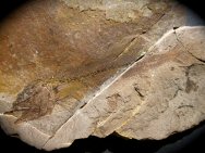 Rare Hemithyrsites Tropical Fossil Fish