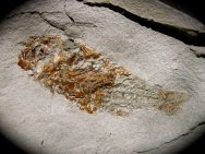 Aphnius Fossil Fish