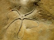 Museum Ophioderma Brittle Star Fossil