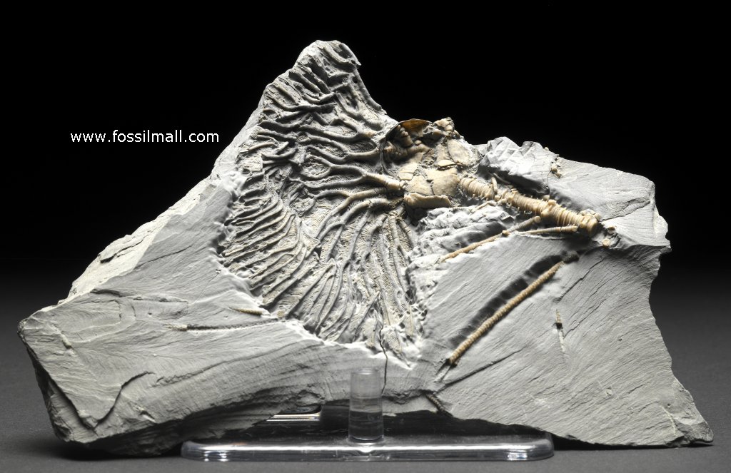 Museum Arthroacantha Crinoid Fossil