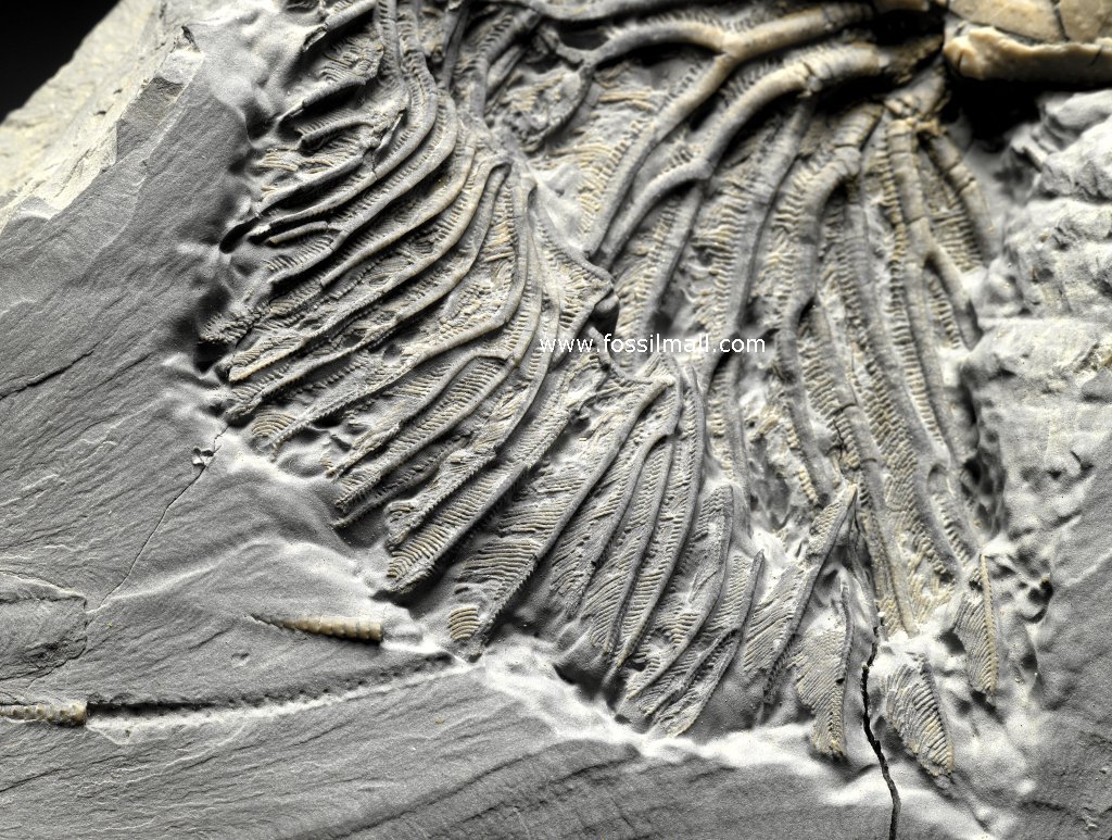 Arthroacantha Crinoid