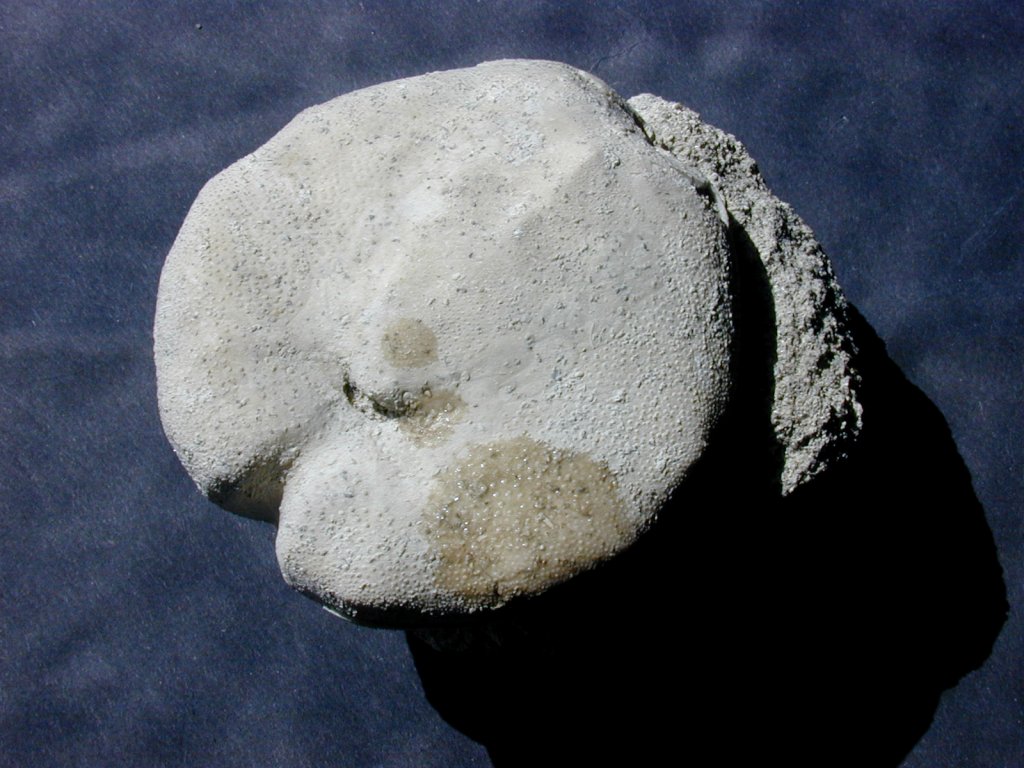 Spatangus glenni Echinoid Fossil