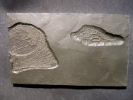 Museum Protospongia Sponge and Furcaster Starfish Fossils from Bundenbach