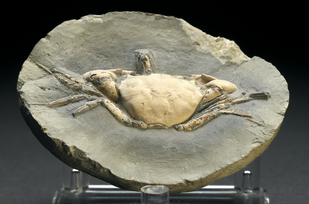 Orbitoplax Fossil Crab Gem from Oregon