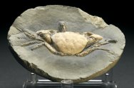 Orbitoplax stephonsoni Fossil Crab