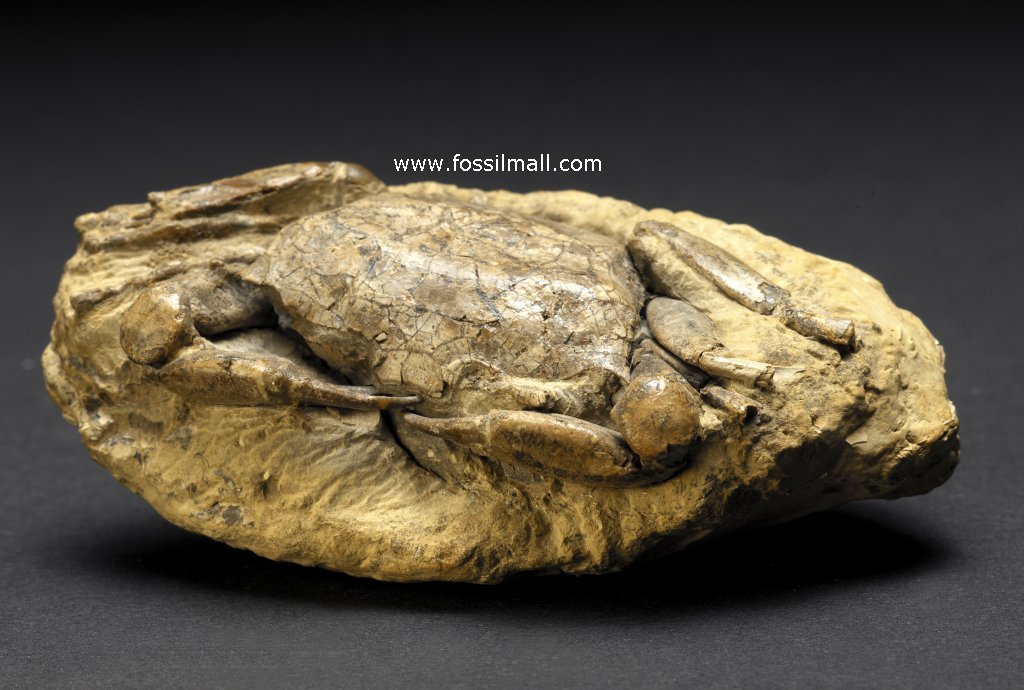 Goneplax Fossil Crab from Italy