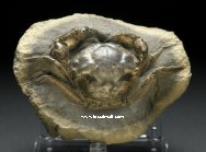 Pulalius Fossil Crab