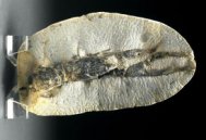 Museum Paleonephrops Lobster Fossil