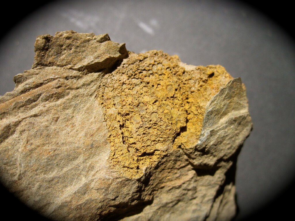 Camptostroma 