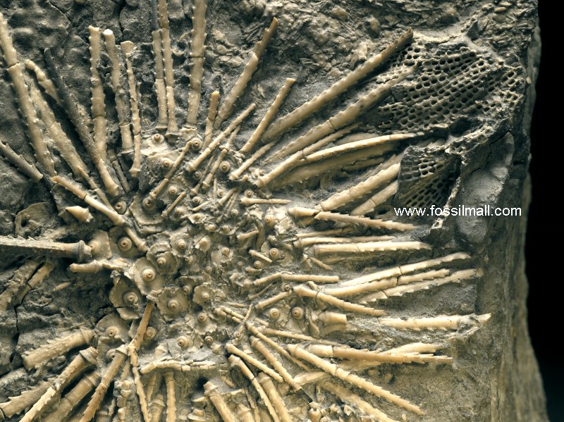 Urchin Fossils