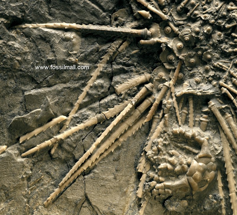 Archaeocidaris Sea Urchin