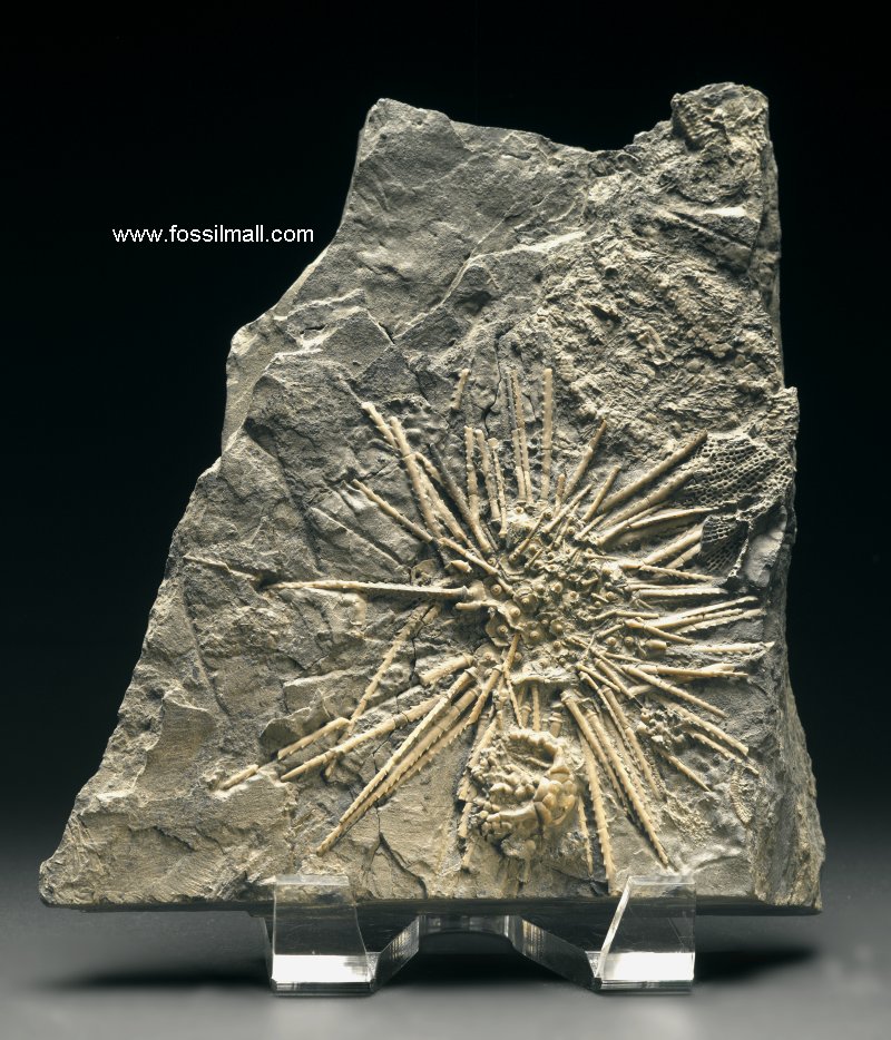 Sea Urchin Fossils