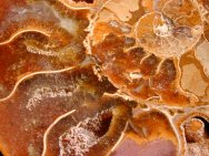 Madagascar Ammonite