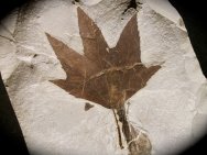 Sycamore Plant Fossil Leaf