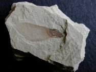 Plant Fossils Collection