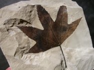 Sycamore Plant Fossil Leaf