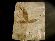 Sterculia coloradensis Fossil Leaf