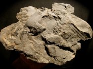 Arkansas Fern Fossils