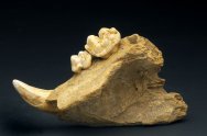 Cave Bear Jaw Fossil