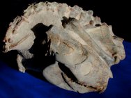 Merycoidodon Fossil Oreodont