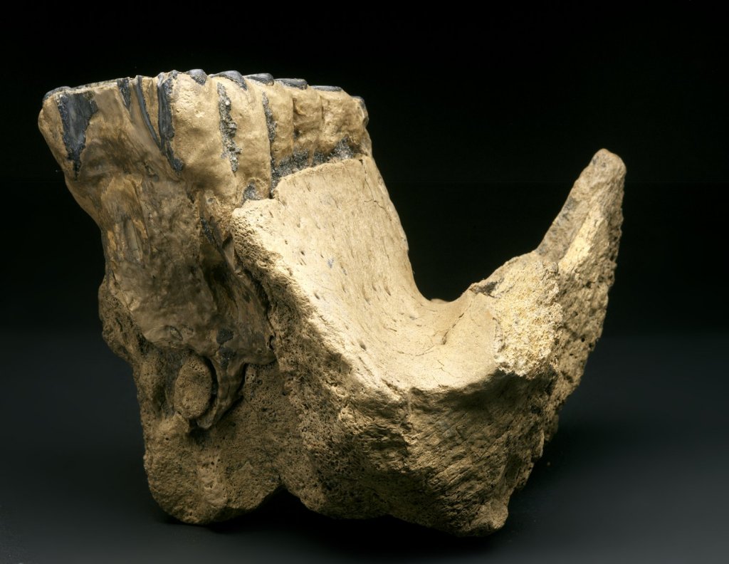 Mammuthus primigenius Molar