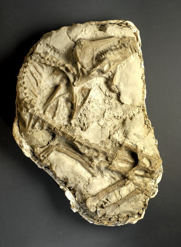Museum Oreodont Skeleton