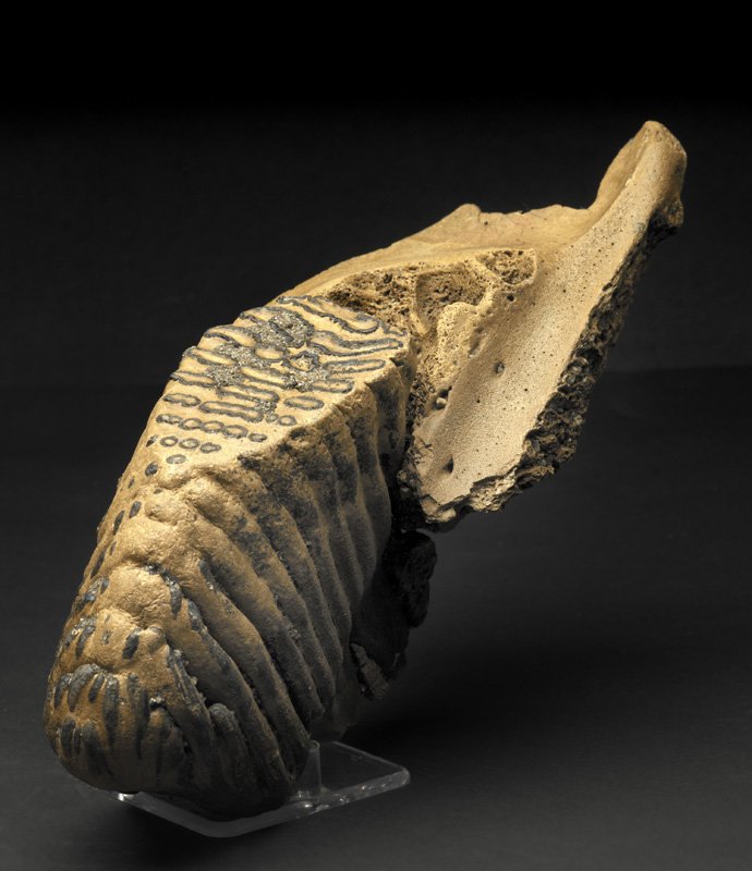 Wooly Mammoth Molar Fossil