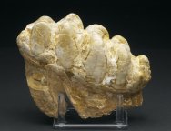 Gomphotherium Molar
