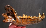 Dire Wolf - Canis dirus Jaw Fossil