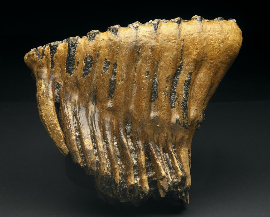Palaeoloxodon antiquus Molar Fossil