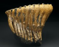 Palaeoloxodon Fossil