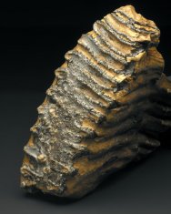 Palaeoloxodon Molar