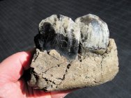 Dicerorhinus Rhino Jaw Fossil
