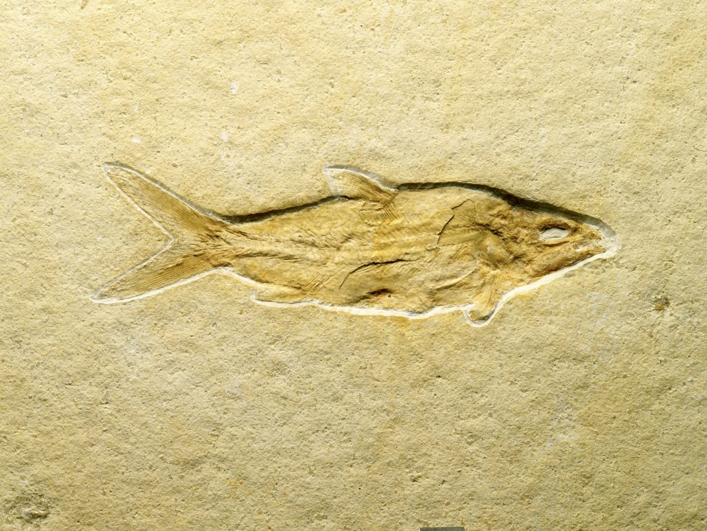 Solnhofen Caturus furcatus Fish Fossil