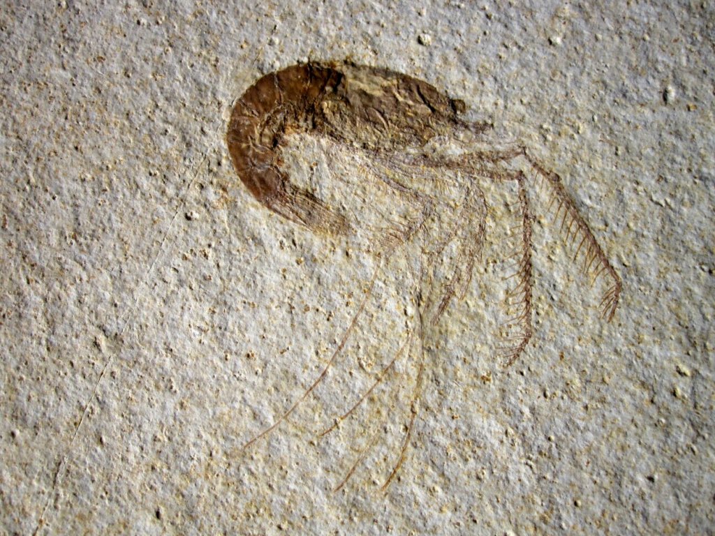 Solnhofen Fossil Shrimp