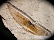 Plesioteuthis Solnhofen Squid Museum Fossil