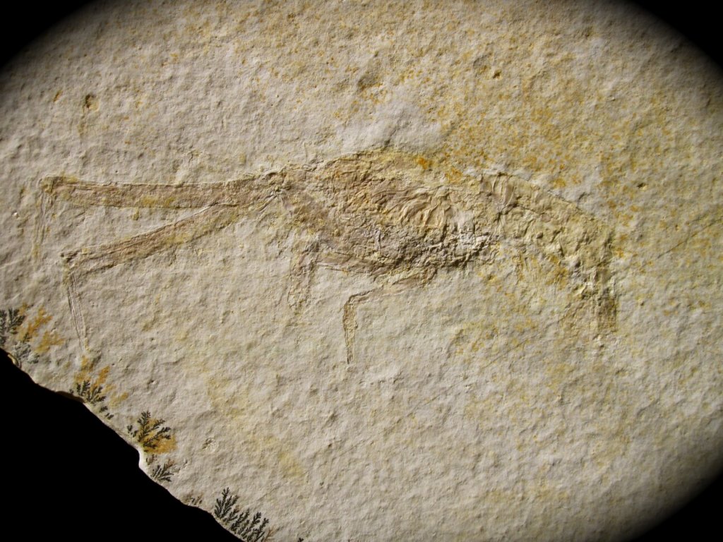 Mecochirus Fossil