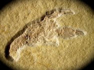 Eryma Decapod Fossil