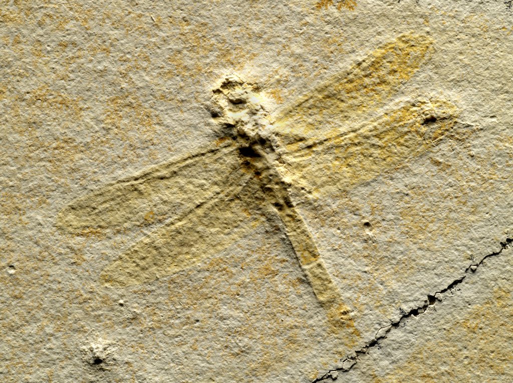 Solnhofen Dragonfly Fossil
