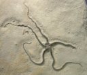 Palaeocoma egertoni Brittlestar Fossil