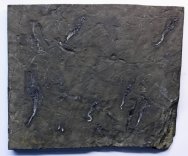 Syringocrinus Carpoid Fossils