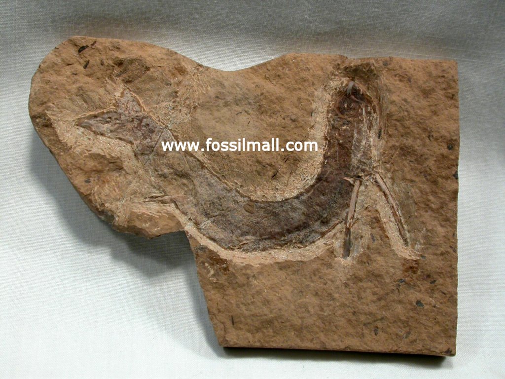 Acanthodian bridgei Fish Fossil