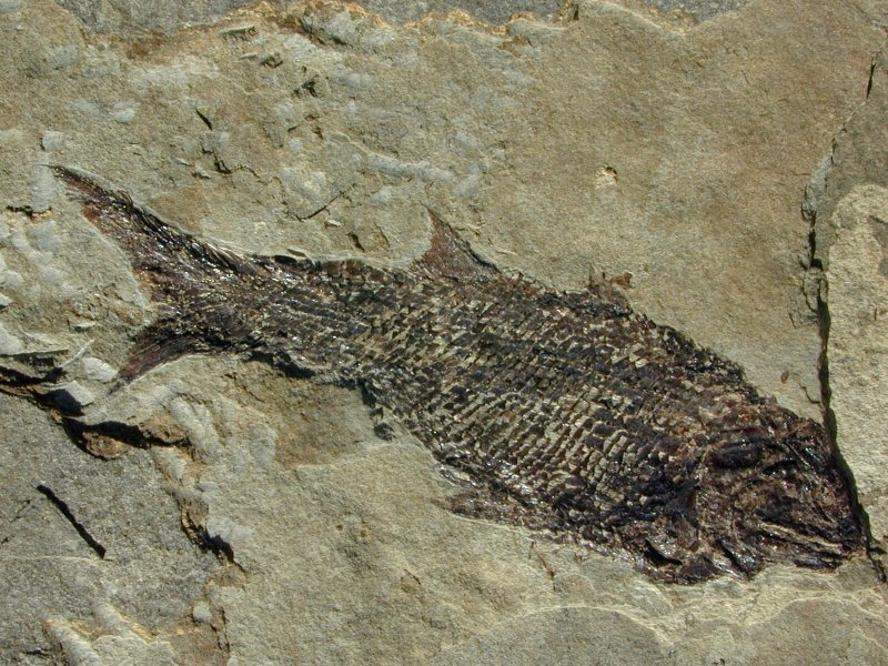 Paleozoic Fish Bishofia