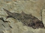 Bishofia  Paleozoic Fossil Fish