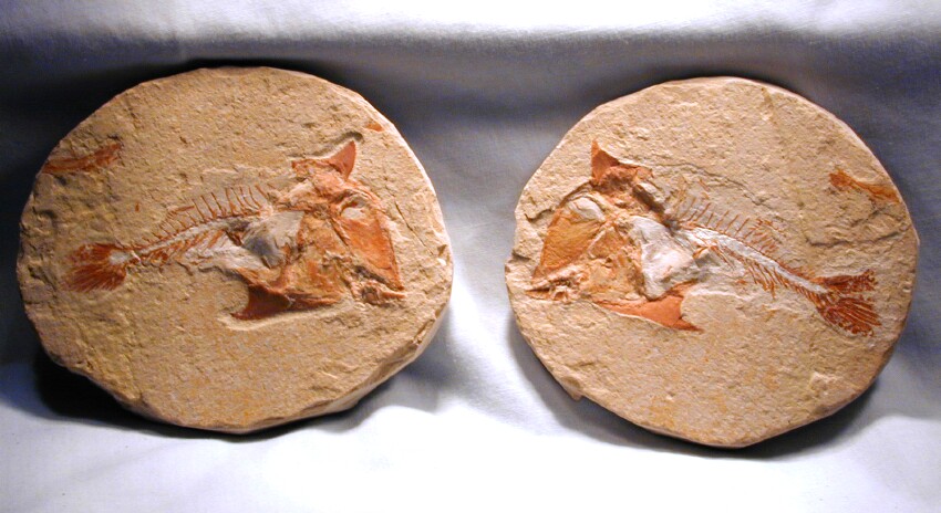 Dinosaur Age Crusher Fossil Fish Coccodus insignis