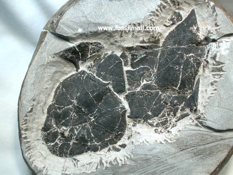 Placoderm Armored Fossil Fish