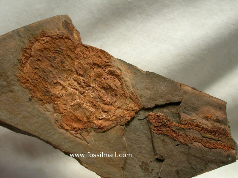 Devonian Armored Fish Fossil