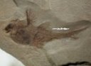 Female Echinochimaera meltoni Fish Fossil
