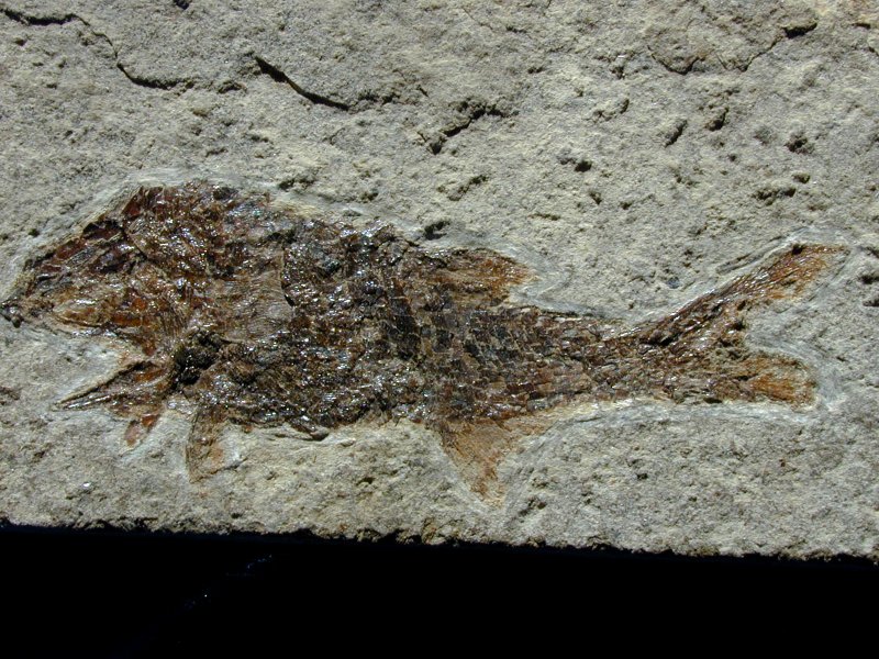 Gyrolepidotus schmidti Paleozoic Fossil Fish